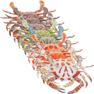 Decorative Crab, 10 inch wide