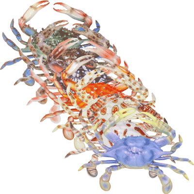 Decorative Crab, 6 inch, assorted colors.
